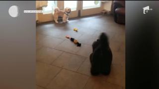 Incident şocant pe un bulevard intens circulat din Bucureşti. Pudel ucis de un câine dintr-o rasă periculoasă