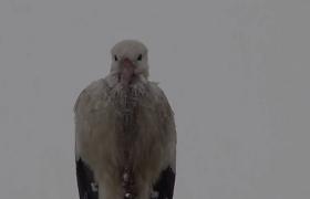 O barză care nu și-a părăsit cuibul nici iarna a devenit vedetă în Harghita