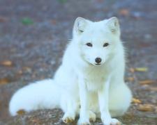 Momente amuzante la Constanţa. Julieta, vulpea polară de la Zoo, a evadat de lângă vulpoiul ei, Romeo