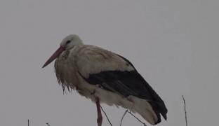 A rămas în cuibul ei, în ciuda iernii. E povestea unei berze, deja celebră