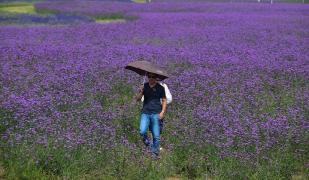 Plantațiile de levănțică, afacerea profitabilă care prinde rădăcini în România