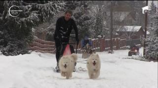 Spectacol în Munţii Apuseni! Zeci de câini de zăpadă s-au aliniat la startul unei curse inedite