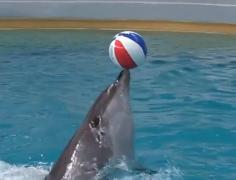 Delfinariul din Constanţa va deveni casă pentru câţiva lei de mare şi foci de port