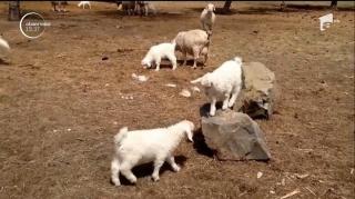 Românii care au furat şi mâncat o capră de la zoo, din Germania, plănuiau un alt jaf