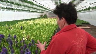 Raiul Florilor există într-o localitate din judeţul Mureş!