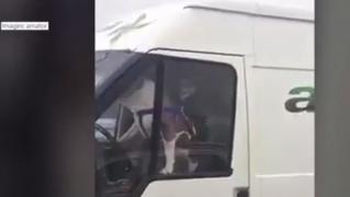 Câine la volan, în parcarea unui supermarket din Focşani. Patrupedul a atras toată atenţia! (Video)