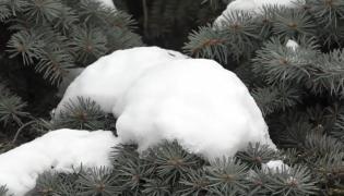 Zăpada proaspătă e comestibilă, spun cercetătorii români