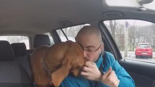 Meseria de dog-sitter, la mare căutare de români. Cât poți câștiga dacă plimbi un câine