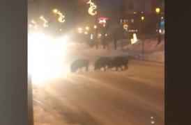 O turmă de mistreţi a fost alungată de poliţişti din centrul oraşului Sinaia cu bulgări de zăpadă