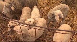 Frigul ar scumpi mielul de Paşte. Crescătorii se tem că nu toţi puii vor trece de iarnă