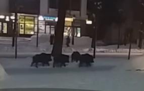 Porci mistreți, goniți cu bulgări de zăpadă din Sinaia