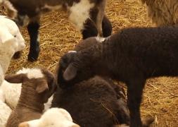 Gerul care a lovit România scumpește carnea de miel de Paşte şi cu 20%