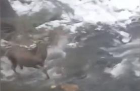 Imagini rare. Un lup atacă un cerb, în zona râului Bicaz, un pădurar filmează totul