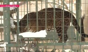 Măsuri speciale de ger, la Grădina Zoologică