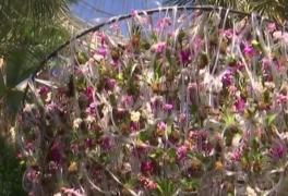 Au înflorit orhideele la New York