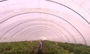 Criză de cartofi în Marea Britanie, din cauza românilor