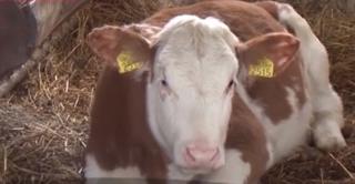 Carnea românească de vițel merge la export