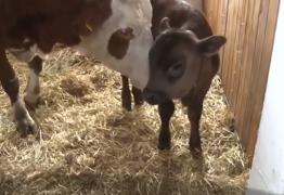 Nero, primul viţel japonez din România