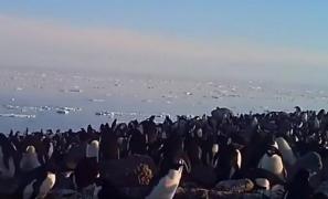 Cea mai mare colonie de pinguini trăieşte pe o insulă din nordul Antarcticii