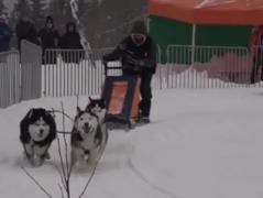 Ultimul concurs de sănii trase de câini printre nămeţi de peste un metru, la Harghita