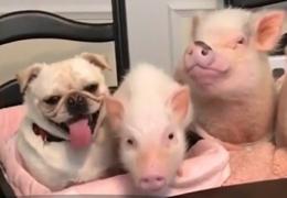 Cinci purceluşi simpatici şi un căţel în timp ce stau şi aşteaptă să ia masa