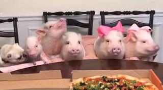 Lecţie de maniere de la cinci purceluşi şi un căţeluş. Cum şi-au aşteptat animăluţele masa (Video)
