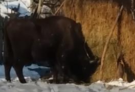 Un zimbru a coborât în satul Văratec din Neamţ şi a devorat căpiţele cu fân ale localnicilor