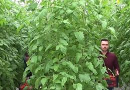 Prima recoltă de roşii româneşti a ajuns în pieţe şi în magazine