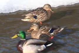 Iarnă de iarnă, locuitorii din Tg. Mureş constată că între blocuri apar cârduri de raţe sălbatice!