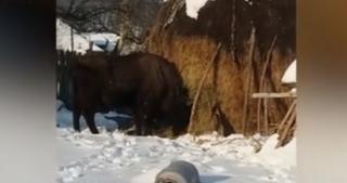 Localnici terorizaţi de un zimbru în Neamţ. Animalul de o tonă le intră în ogradă
