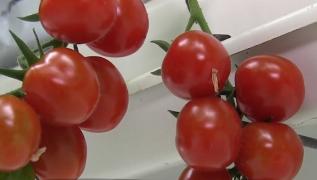 Prima recoltă de roşii româneşti, la Constanţa. Un agricultor are deja sera plină de roşii mari şi frumoase