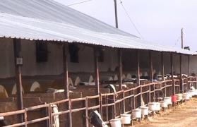 Carnea pe care o punem în farfurie, plină de antibiotice