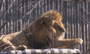 La Zoo Băneasa, animalele s-au bucurat de vremea caldă