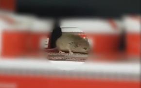 Șoarece filmat într-un supermarket din Arad. Reacția conducerii lanțului de magazine