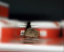 Cum se apără conducerea hypermarketului din Arad, unde a fost filmat un şoarece în frigiderul cu lactate