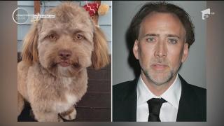Un câine seamănă izbitor de mult cu Nicolas Cage, Anthony Hopkins şi Leonardo DiCaprio!