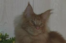 Un fotograf din Ucraina a deschis primul studio dedicat câinilor şi pisicilor