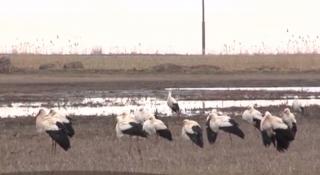 Imagini spectaculoase din Brăila. Sute de berze au invadat câmpurile Bărăganului