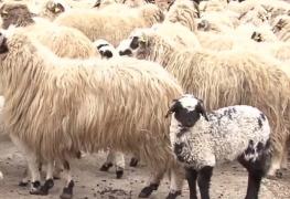 Anul acesta mielul de Paşte va fi mai mic şi mai scump!