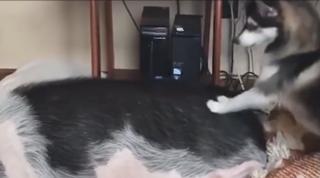 Un câine dornic de joacă face totul pentru a-şi trezi prietenul: un porc mult prea leneş!