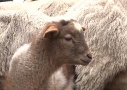 Mieii româneşti sunt prea mici pentru masa de Paşte, anul acesta. Ciobanii din Harghita au o alternativă pentru clienţi