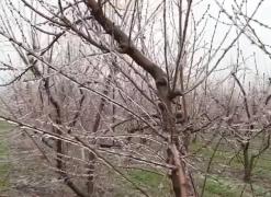 Sute de hectare de pompi fructiferi au fost compromise de ploaia de gheaţă care a acoperit România