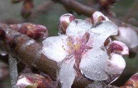 Vremea schimbătoare ne afectează agricultura