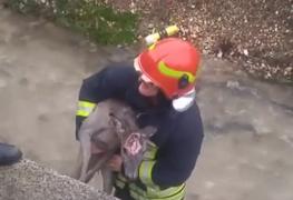 Intervenţie inedită a pompierilor la Zărneşti, în Braşov. Salvatorii au avut ca ţintă un pui de căprioară