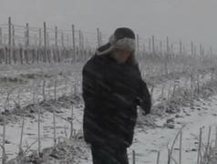 Iarna din martie pune în pericol vinul din toamnă