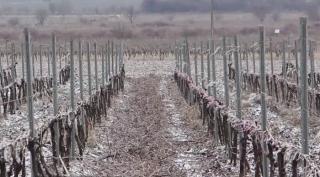 Sute de hectare cu viţă de vie şi livezi din mai multe judeţe din ţară au fost acoperite de ploaia îngheţată