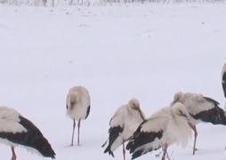 Sute de berze au ajuns în România înaintea primăverii şi riscă să moară de foame