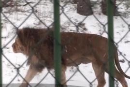 La grădina zoologică din Galaţi, mai mulți lei au fost scoși la plimbare, în zăpadă