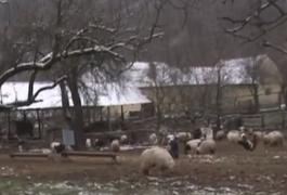 Iarna prea lungă îi împiedică pe ciobani să-şi mute oile în adăposturile din câmp