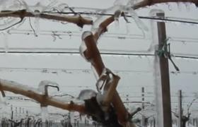 Vinul de la toamnă, pus în pericol de iarna târzie